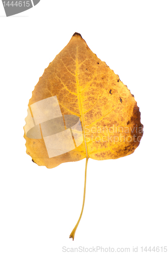 Image of Fall leaf