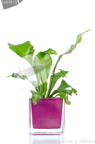 Image of Houseplant