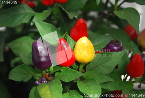 Image of Chili peppers