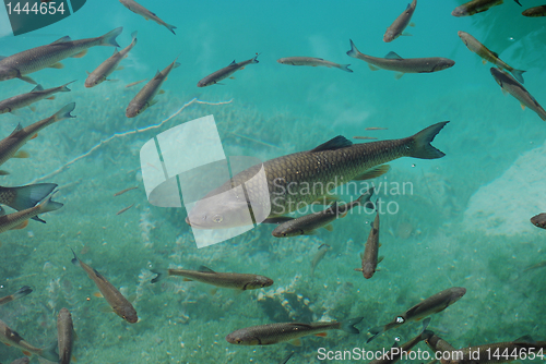 Image of Trout in clear water