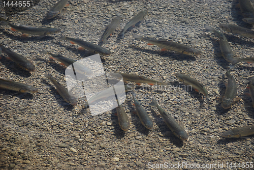 Image of Trout in pellusid water