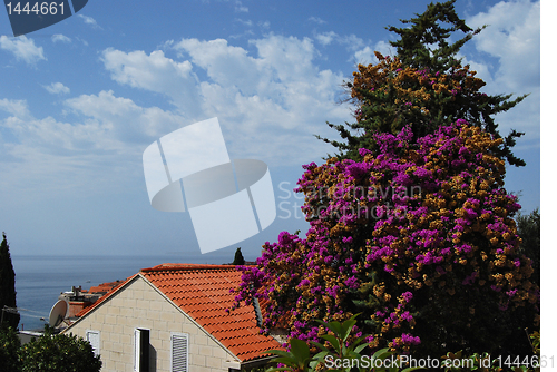 Image of Blooming tree, house, sky ,sea