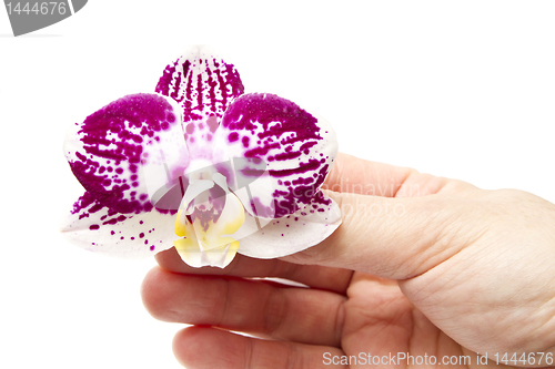Image of  orchid 