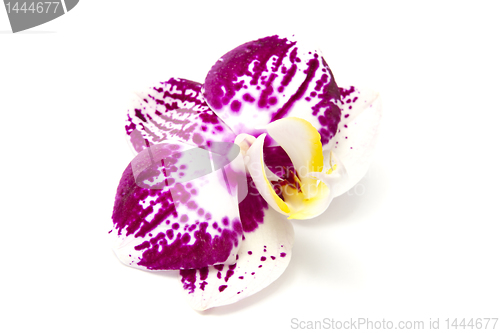 Image of orchid