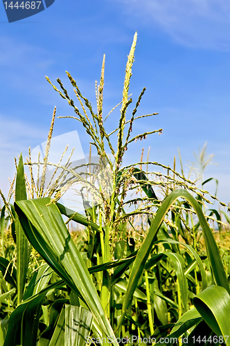 Image of Corn in a cornfield