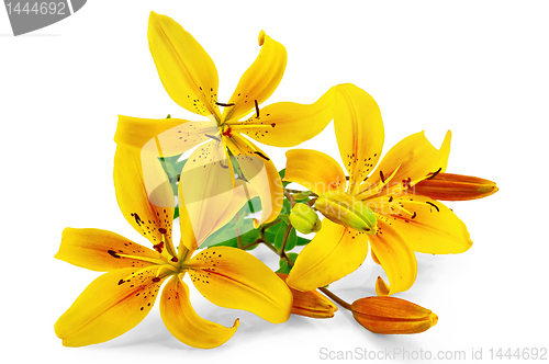 Image of Lilies yellow