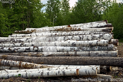 Image of Timber pile background  of forest