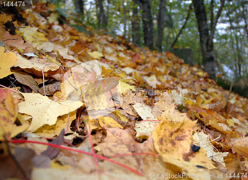 Image of Autumn