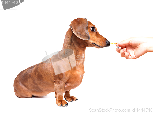 Image of feeding dog