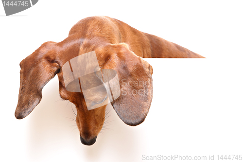 Image of dachshund dog looking down