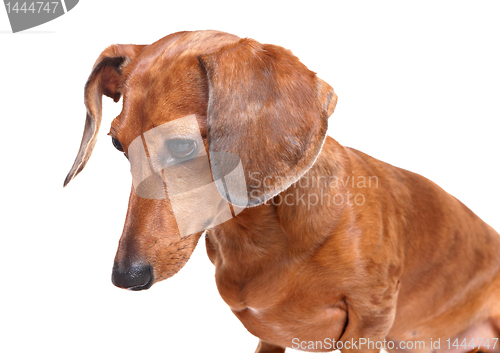Image of dachshund dog looking down