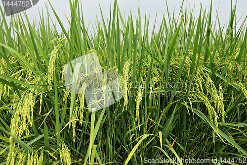 Image of paddy rice field