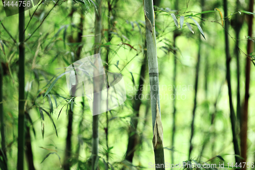 Image of bamboo