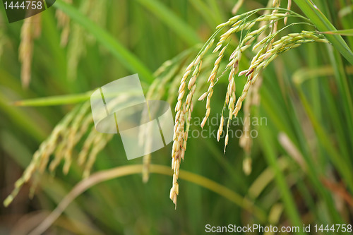 Image of paddy rice field