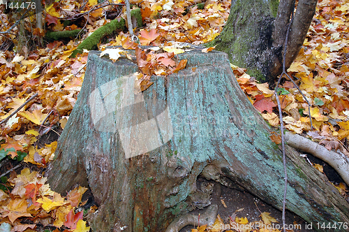 Image of Autumn