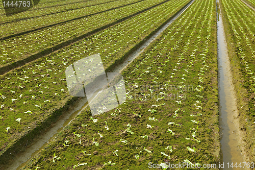 Image of farm field