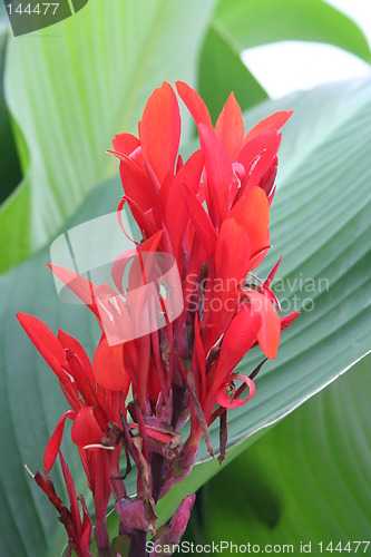 Image of Beautiful red flower