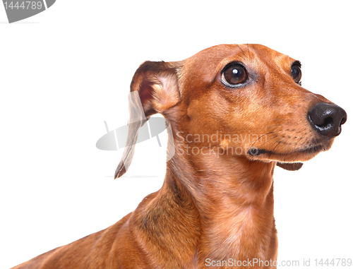 Image of dachshund over white background