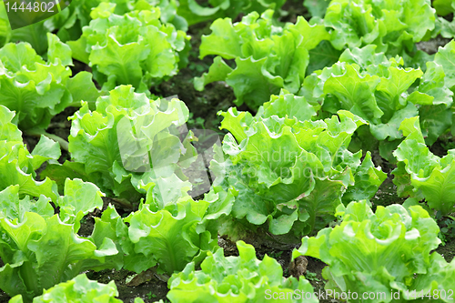 Image of vegetable in field