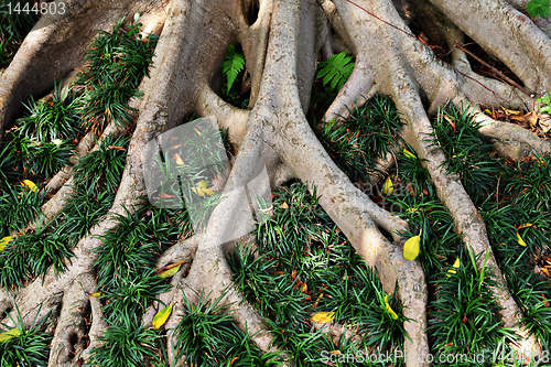 Image of tree root