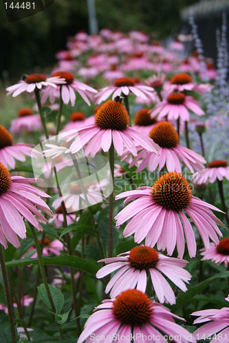 Image of Pink marguerites