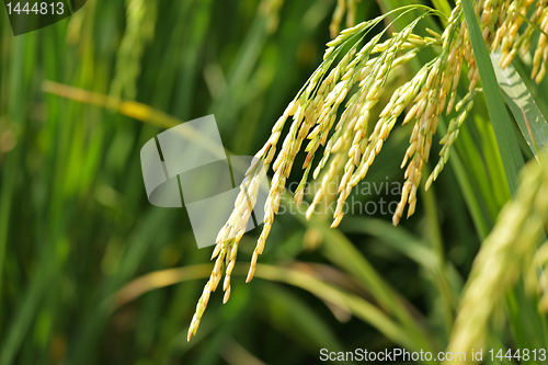 Image of Paddy Rice