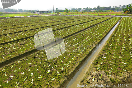 Image of farm field