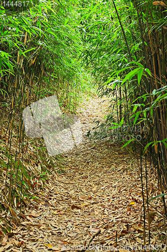 Image of bamboo forest path