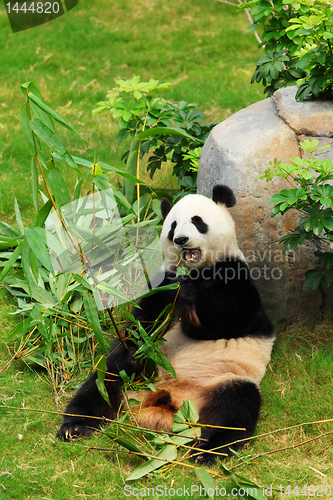 Image of panda