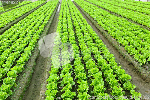 Image of lettuce plant in field
