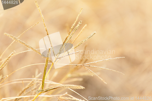 Image of yellow autumn grass