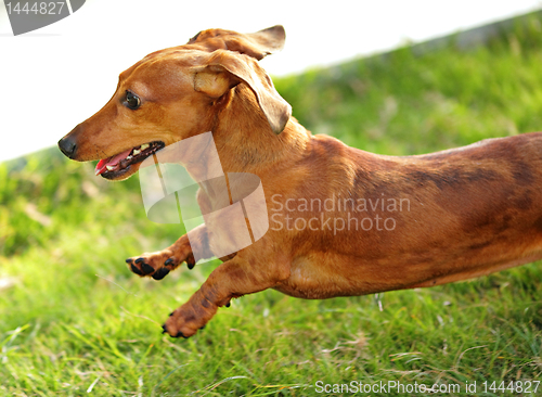 Image of dachshund dog run and jump