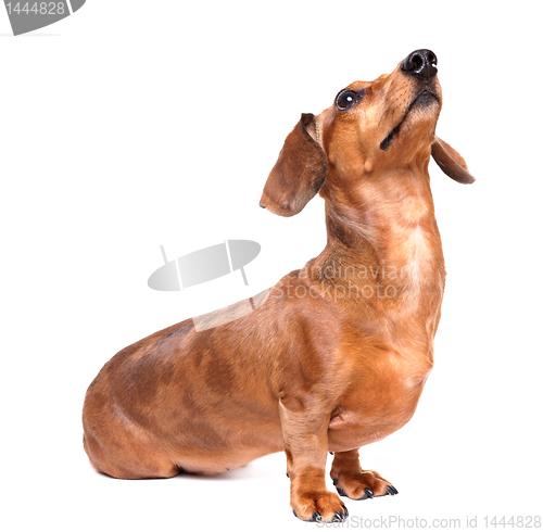 Image of dachshund dog look up