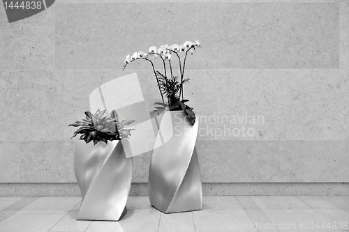 Image of beautiful orchid in lobby