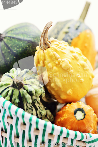 Image of colorful pumpkins