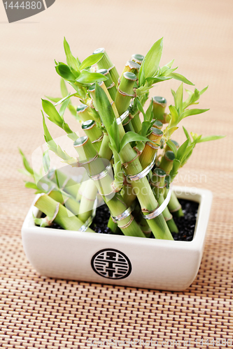 Image of green bamboo