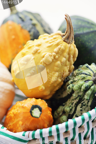 Image of colorful pumpkins