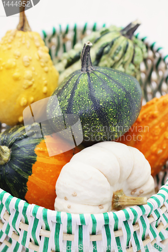 Image of colorful pumpkins