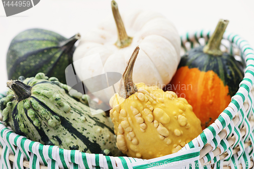 Image of colorful pumpkins