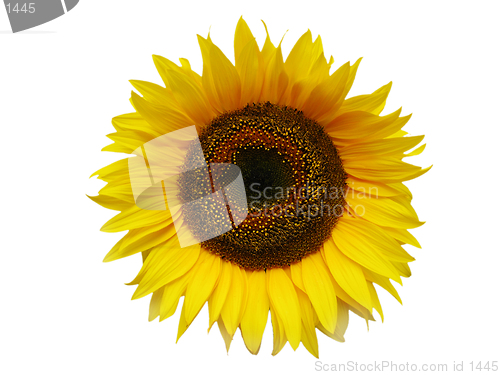 Image of Flower