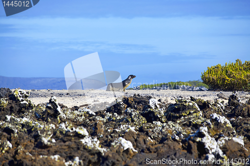 Image of Walking sea lion