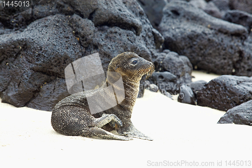 Image of Young Sea Lion