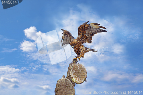 Image of Galapagos Hawk on Santa Fe