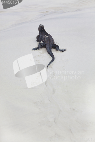 Image of Galapagos marine Iguana