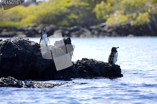 Image of A Galapagos Penguin