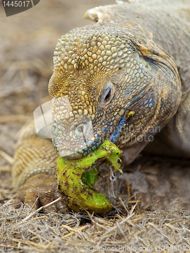 Image of Galapagos land iguana
