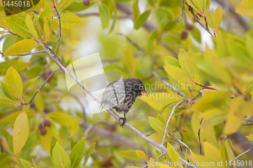 Image of A Galapagos finch