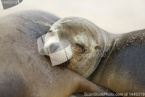 Image of Young Sea Lion