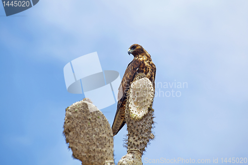 Image of Galapagos Hawk on Santa Fe