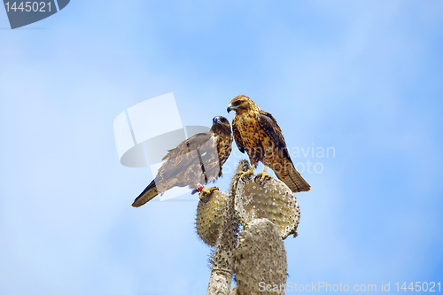 Image of Galapagos Hawks on Santa Fe